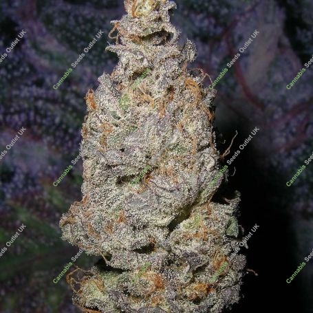 Grapegod Feminized Marijuana Strain by Next Generation For Sale Online at Cannabis Seeds Outlet