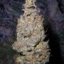 Grapegod Feminized Marijuana Strain by Next Generation For Sale Online at Cannabis Seeds Outlet