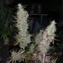 Island Sweet Skunk Feminized Marijuana Strain by Next Generation For Sale Online at Cannabis Seeds Outlet