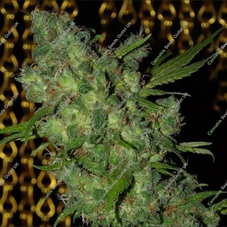 Kiwi Kush Feminized Marijuana Strain by Next Generation For Sale Online at Cannabis Seeds Outlet