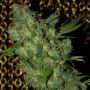 Kiwi Kush Feminized Marijuana Strain by Next Generation For Sale Online at Cannabis Seeds Outlet