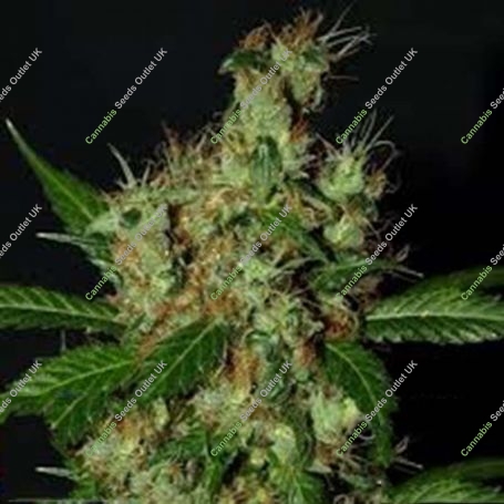 Lemonator Feminized Marijuana Strain by Next Generation For Sale Online at Cannabis Seeds Outlet