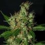 Lemonator Feminized Marijuana Strain by Next Generation For Sale Online at Cannabis Seeds Outlet