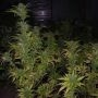 Medicine Regular Marijuana Strain by Next Generation For Sale Online at Cannabis Seeds Outlet