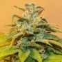 NG69 Auto Feminized Marijuana Strain by Next Generation For Sale Online at Cannabis Seeds Outlet