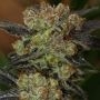 NY Purple Diesel Feminized Marijuana Strain by Next Generation For Sale Online at Cannabis Seeds Outlet
