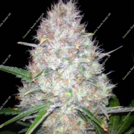 Purple Lightning Regular Marijuana Strain by Next Generation For Sale Online at Cannabis Seeds Outlet