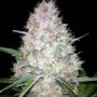 Purple Lightning Regular Marijuana Strain by Next Generation For Sale Online at Cannabis Seeds Outlet