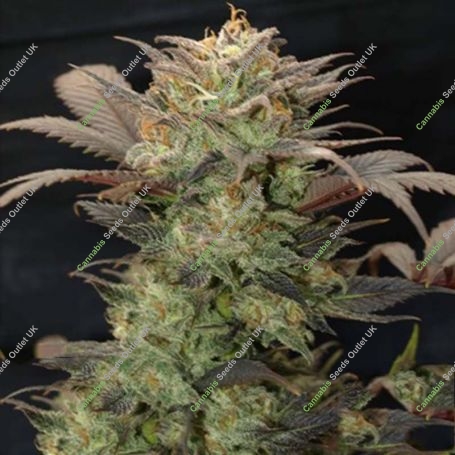 Purple Primo Feminized Marijuana Strain by Next Generation For Sale Online at Cannabis Seeds Outlet