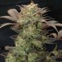 Purple Primo Feminized Marijuana Strain by Next Generation For Sale Online at Cannabis Seeds Outlet