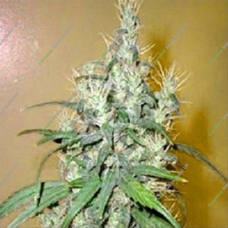 Romulan Cheese Regular Marijuana Strain by Next Generation For Sale Online at Cannabis Seeds Outlet