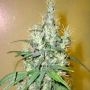 Romulan Cheese Regular Marijuana Strain by Next Generation For Sale Online at Cannabis Seeds Outlet