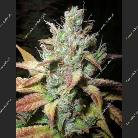 Romulan Diesel Regular Marijuana Strain by Next Generation For Sale Online at Cannabis Seeds Outlet