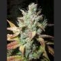 Romulan Diesel Regular Marijuana Strain by Next Generation For Sale Online at Cannabis Seeds Outlet