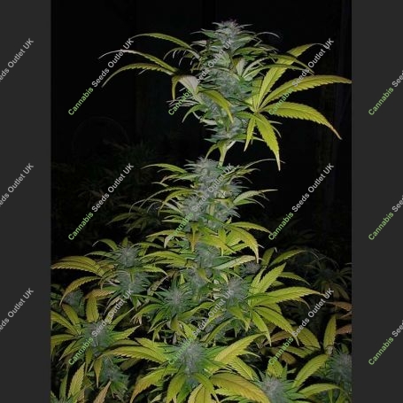 Romulan x Sweet Skunk Regular Marijuana Strain by Next Generation For Sale Online at Cannabis Seeds Outlet