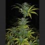 Romulan x Sweet Skunk Regular Marijuana Strain by Next Generation For Sale Online at Cannabis Seeds Outlet