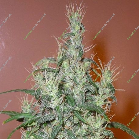Romulan Haze Regular Marijuana Strain by Next Generation For Sale Online at Cannabis Seeds Outlet