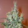Romulan Haze Regular Marijuana Strain by Next Generation For Sale Online at Cannabis Seeds Outlet