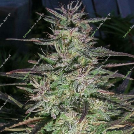 Timewarp Diesel Regular Marijuana Strain by Next Generation For Sale Online at Cannabis Seeds Outlet
