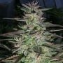 Timewarp Diesel Regular Marijuana Strain by Next Generation For Sale Online at Cannabis Seeds Outlet
