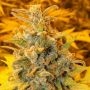 Trump Towers Feminized Marijuana Strain by Next Generation For Sale Online at Cannabis Seeds Outlet