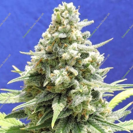 Amnesia Lemon Kush Feminized Marijuana Strain by Original Sensible Seeds For Sale Online at Cannabis Seeds Outlet