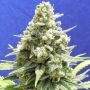 Amnesia Lemon Kush Feminized Marijuana Strain by Original Sensible Seeds For Sale Online at Cannabis Seeds Outlet