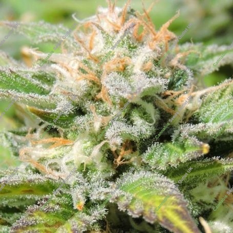 Black JH Automatic Feminized Marijuana Strain by Original Sensible Seeds For Sale Online at Cannabis Seeds Outlet