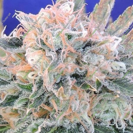 Blueberry Ghost OG Auto Marijuana Strain by Original Sensible Seeds For Sale Online at Cannabis Seeds Outlet