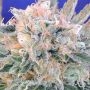 Blueberry Ghost OG Auto Marijuana Strain by Original Sensible Seeds For Sale Online at Cannabis Seeds Outlet
