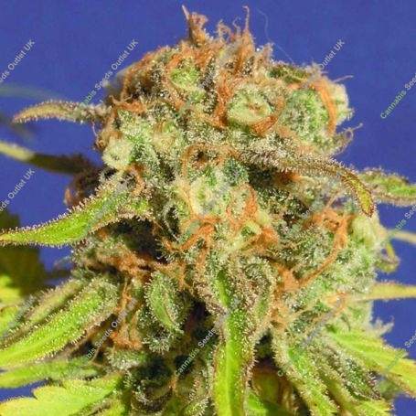 Bruce Banner No.3 Auto Marijuana Strain by Original Sensible Seeds For Sale Online at Cannabis Seeds Outlet