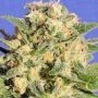 Destroyer Auto Feminized Marijuana Strain by Original Sensible Seeds For Sale Online at Cannabis Seeds Outlet