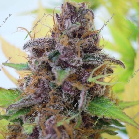 Gelato Automatic Feminized Marijuana Strain by Original Sensible Seeds For Sale Online at Cannabis Seeds Outlet