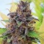 Gelato Automatic Feminized Marijuana Strain by Original Sensible Seeds For Sale Online at Cannabis Seeds Outlet