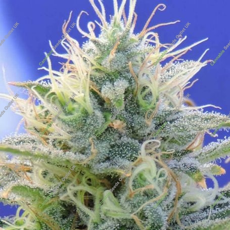 Ghost OG Automatic Feminized Marijuana Strain by Original Sensible Seeds For Sale Online at Cannabis Seeds Outlet