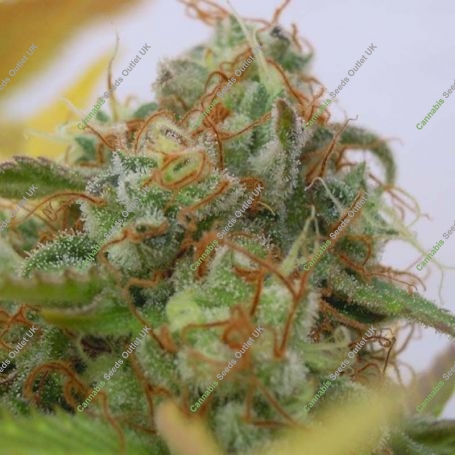 Gorilla Glue No.4 Auto Marijuana Strain by Original Sensible Seeds For Sale Online at Cannabis Seeds Outlet