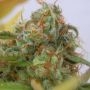 Gorilla Glue No.4 Auto Marijuana Strain by Original Sensible Seeds For Sale Online at Cannabis Seeds Outlet