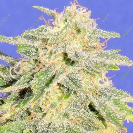 Jack Herer Auto Feminized Marijuana Strain by Original Sensible Seeds For Sale Online at Cannabis Seeds Outlet
