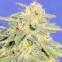 Jack Herer Auto Feminized Marijuana Strain by Original Sensible Seeds For Sale Online at Cannabis Seeds Outlet
