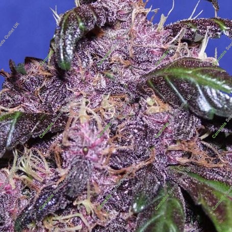 Purple Automatic Feminized Marijuana Strain by Original Sensible Seeds For Sale Online at Cannabis Seeds Outlet