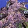 Purple Automatic Feminized Marijuana Strain by Original Sensible Seeds For Sale Online at Cannabis Seeds Outlet