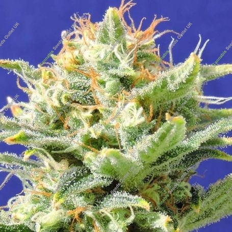 Skunk Automatic Feminized Marijuana Strain by Original Sensible Seeds For Sale Online at Cannabis Seeds Outlet