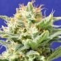 Skunk Automatic Feminized Marijuana Strain by Original Sensible Seeds For Sale Online at Cannabis Seeds Outlet