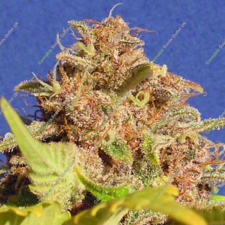 Wedding Cake Auto Feminized Marijuana Strain by Original Sensible Seeds For Sale Online at Cannabis Seeds Outlet