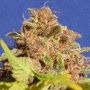 Wedding Cake Auto Feminized Marijuana Strain by Original Sensible Seeds For Sale Online at Cannabis Seeds Outlet