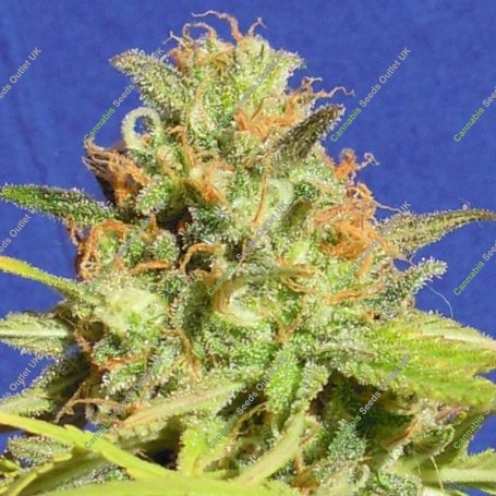 Zkittlez Automatic Feminized Marijuana Strain by Original Sensible Seeds For Sale Online at Cannabis Seeds Outlet