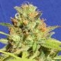 Zkittlez Automatic Feminized Marijuana Strain by Original Sensible Seeds For Sale Online at Cannabis Seeds Outlet