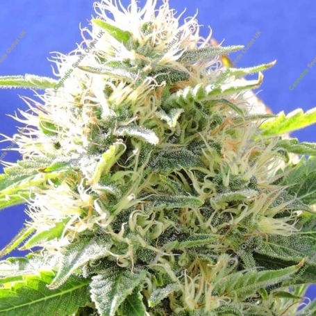 Black Destroyer Feminized Marijuana Strain by Original Sensible Seeds For Sale Online at Cannabis Seeds Outlet