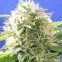 Black Destroyer Feminized Marijuana Strain by Original Sensible Seeds For Sale Online at Cannabis Seeds Outlet