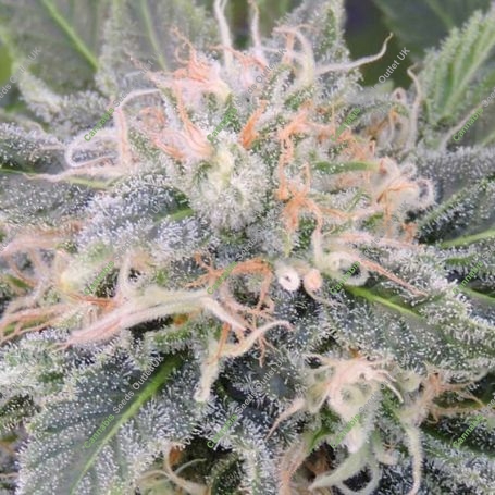 Black Ghost OG Feminized Marijuana Strain by Original Sensible Seeds For Sale Online at Cannabis Seeds Outlet